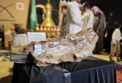 ساق شجرة متحجّرة تحمل أسرار تاريخ 200 مليون عام 