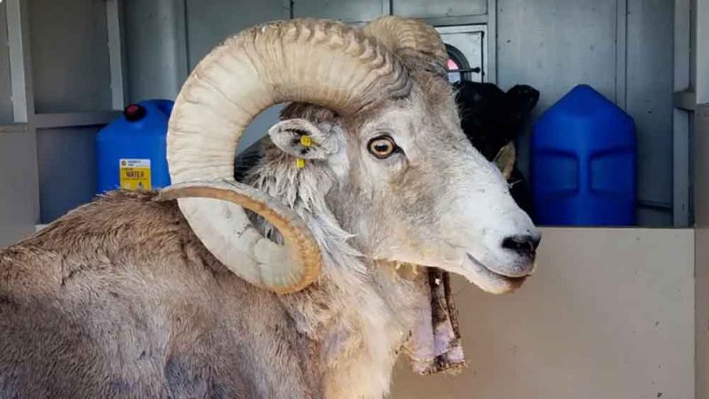"استنسخ سراً".. خروف عملاق يضع أميركا في حالة تأهب