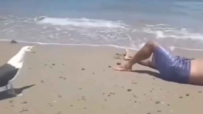 لن تصدق ما تسمعه.. طائر النورس يضحك ساخرا من شاب برازيلي