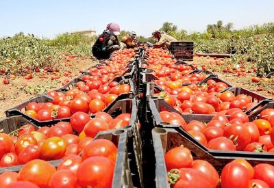 أحداث سوريا ترفع أسعار الطماطم 100%