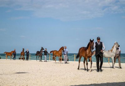 برعاية حمدان بن زايد .. انطلاق بطولة الظفرة لجمال الخيل العربية غدا