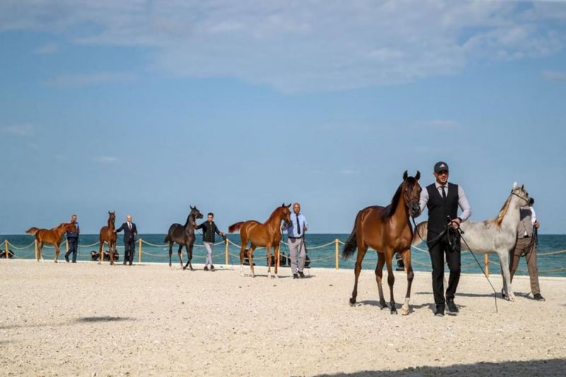 برعاية حمدان بن زايد .. انطلاق بطولة الظفرة لجمال الخيل العربية غدا