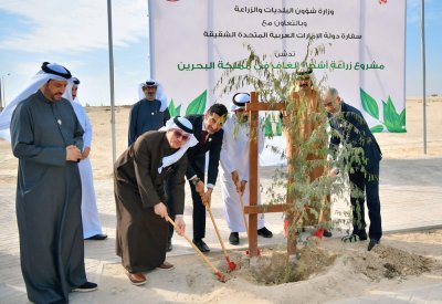 وزارة شؤون البلديات والزراعة تدشن زراعة أشجار الغاف في مدينة خليفة