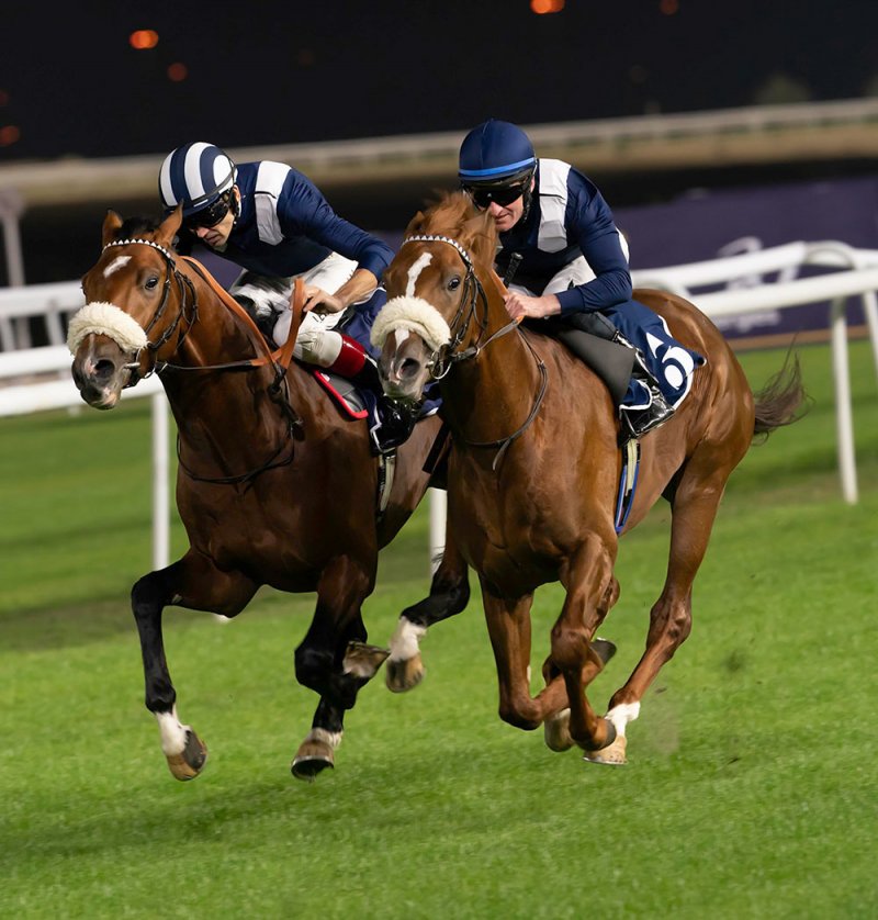 مشاركة كبيرة تشعل الحماس في " أمسية روياليتي " لسباق الخيل