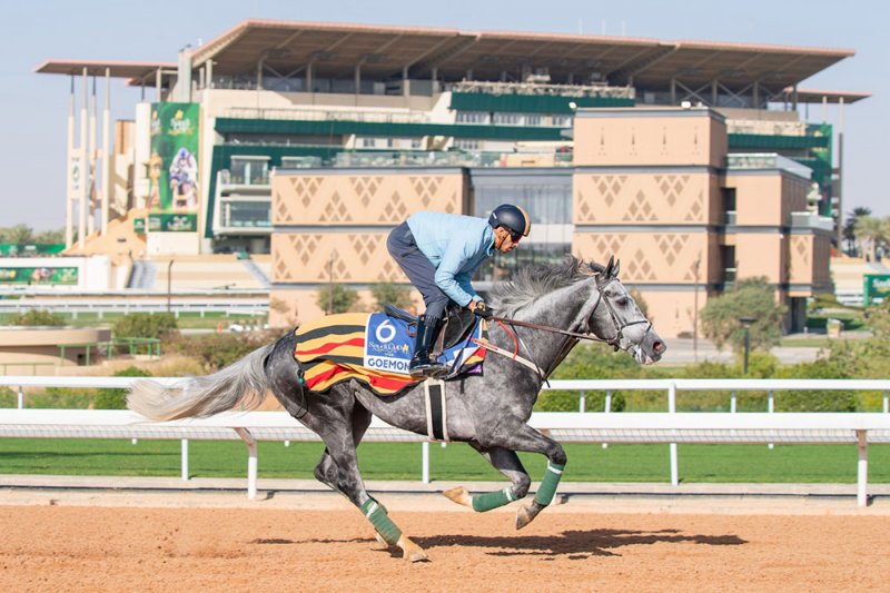 7 مشاركات للجياد البحرينية في أكبر وأغلى سباقات الخيل العالمية