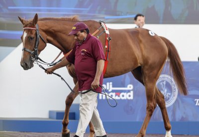 نادي راشد للفروسية وسباق الخيل ينظم “مزاد الخيل” السنوي