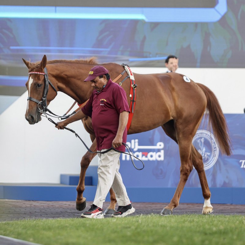 نادي راشد للفروسية وسباق الخيل ينظم “مزاد الخيل” السنوي