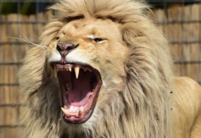 دخل قفص الأسود ليطعمها.. فهجمت عليه وافترسته