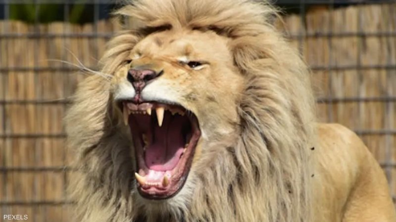 دخل قفص الأسود ليطعمها.. فهجمت عليه وافترسته