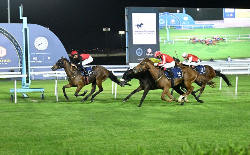 مشاركات كبيرة وقوية... والحماس يرتفع في السباقات الأخيرة لموسم الخيل