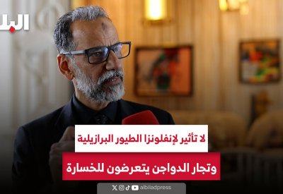 لا تأثير لإنفلونزا الطيور البرازيلية وتجار الدواجن يتعرضون للخسارة