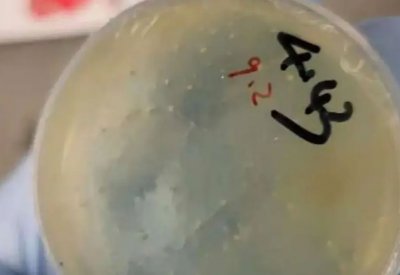 تهريب مواد بيولوجية وديدان.. اعتقال عالمة صينية في أميركا