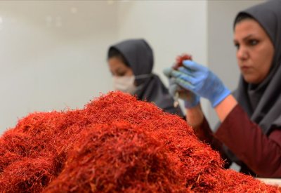 الزعفران الإيراني مهدد بالارتفاع 35 %