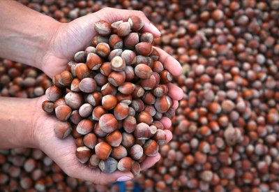 الذهب الأخضر في تركيا يواجه أزمة إنتاج وارتفاع أسعار قياسي
