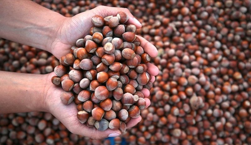 الذهب الأخضر في تركيا يواجه أزمة إنتاج وارتفاع أسعار قياسي