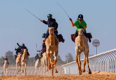 معسكر تدريبي لسباقات الهجن إستعدادا لدورة الألعاب الآسيوية للشباب بالبحرين