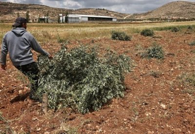لليوم الثاني.. جرافات إسرائيلية تقتلع آلاف أشجار الزيتون بالضفة الغربية