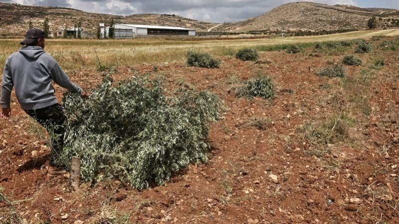 لليوم الثاني.. جرافات إسرائيلية تقتلع آلاف أشجار الزيتون بالضفة الغربية