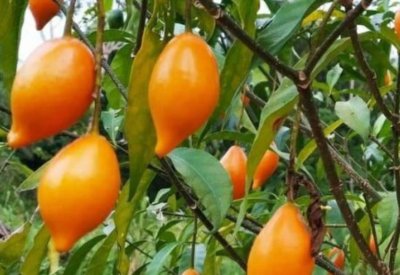 الإيبوغا نبات أفريقي يعالج القلق دون رقابة حكومية