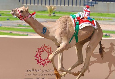 “السريع” يهدي البحرين ذهب مهرجان ولي العهد السعودي للهجن