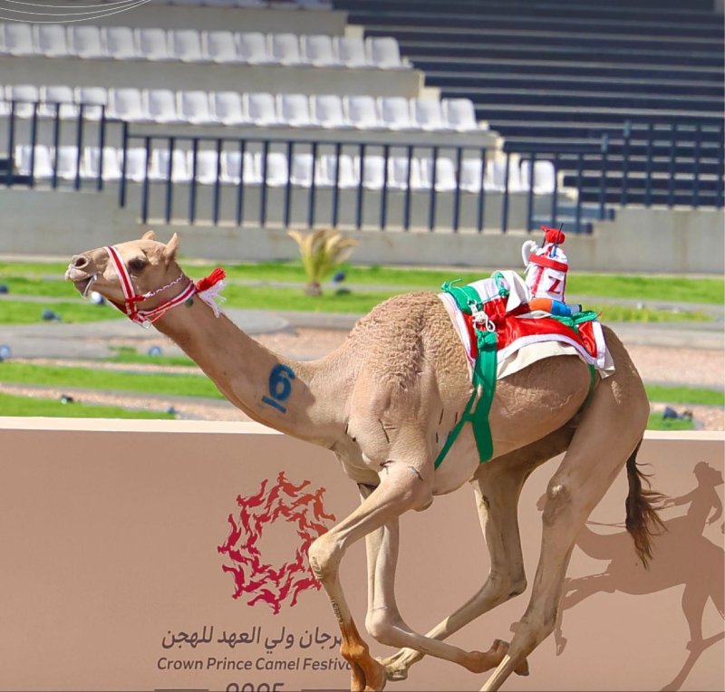 “السريع” يهدي البحرين ذهب مهرجان ولي العهد السعودي للهجن