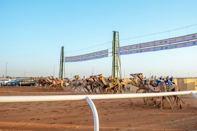 الهجن البحرينية تحقق 3 إنجازات في أول أيام كأس الاتحاد السعودي