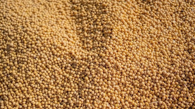 صفر شحنات في سبتمبر.. الصين تتخلى عن فول الصويا الأميركي