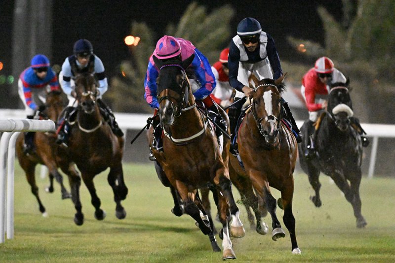 استعدادات مكثّفة وترقّب جماهيري لانطلاقة موسم سباقات الخيل 2025/2026