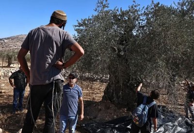 حرب من نوع آخر في الضفة الغربية.. على أشجار الزيتون
