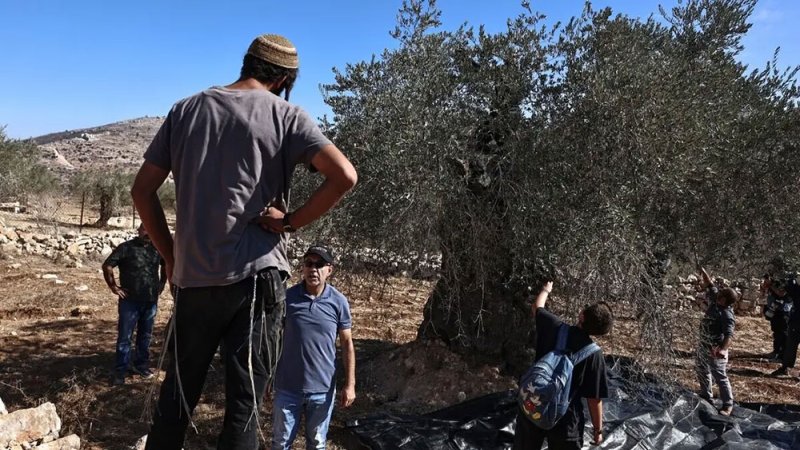 حرب من نوع آخر في الضفة الغربية.. على أشجار الزيتون