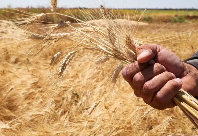 سوريا تعلن عن إجراء غير مسبوق لدعم زراعة القمح