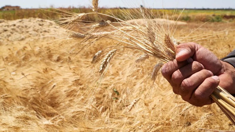 سوريا تعلن عن إجراء غير مسبوق لدعم زراعة القمح