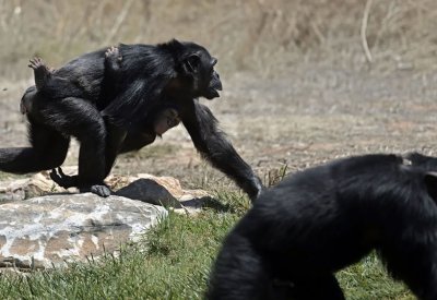 قرار أميركي مفاجئ بشأن "تجارب القردة"