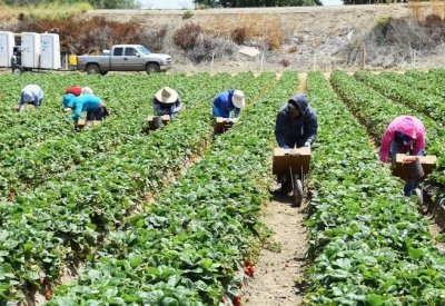 ترامب يعلن دعم المزارعين المتضررين من الرسوم الجمركية بـ 12 مليار دولار