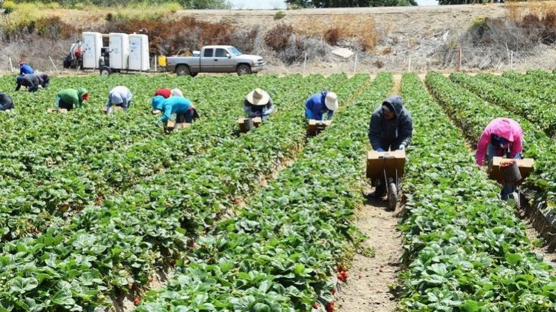 ترامب يعلن دعم المزارعين المتضررين من الرسوم الجمركية بـ 12 مليار دولار