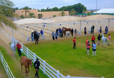 4 سباقات دولية ومحلية في بطولة العيد الوطني للقدرة