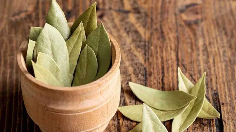 ترند تيك توك يعيد أوراق الغار إلى الواجهة كوسيلة طبيعية للعناية بالبشرة.. والخبراء: ليست آمنة دائمًا للبشرة