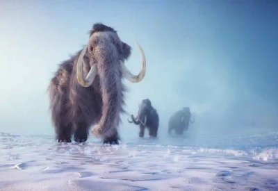 بعد 70 عاماً في المتحف.. "ماموث متحجر" يتبيّن أنه حوت بحري عمره آلاف السنين