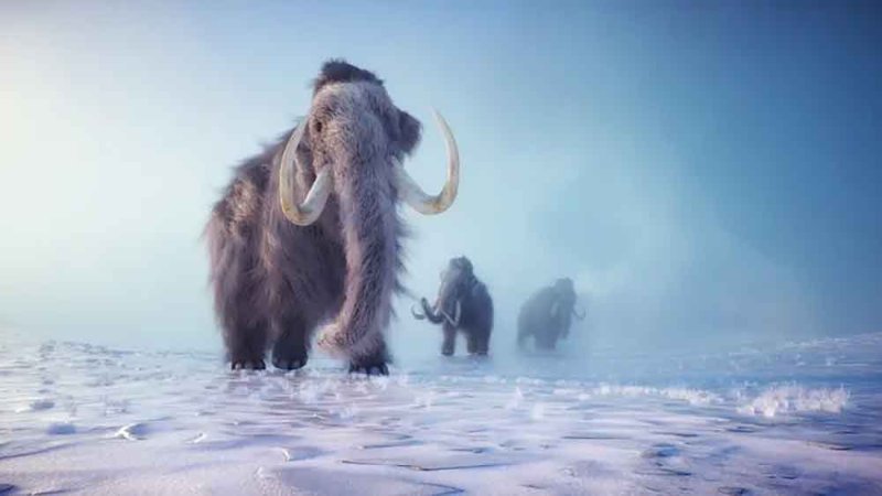 بعد 70 عاماً في المتحف.. "ماموث متحجر" يتبيّن أنه حوت بحري عمره آلاف السنين