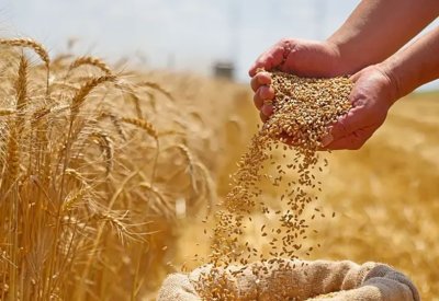 السعودية تشتري 907 آلاف طن من القمح في أول مناقصة للعام الحالي