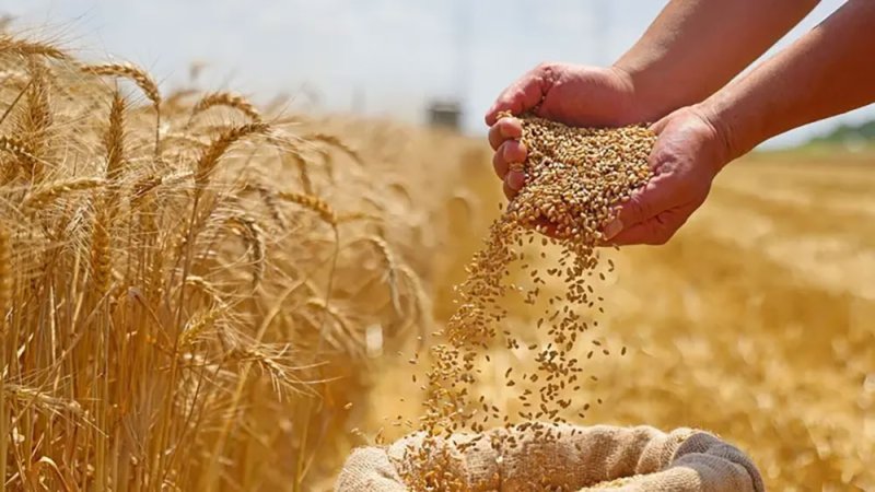 السعودية تشتري 907 آلاف طن من القمح في أول مناقصة للعام الحالي