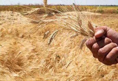 سوريا تتعاون مع اليابان لتطوير القطاع الزراعي