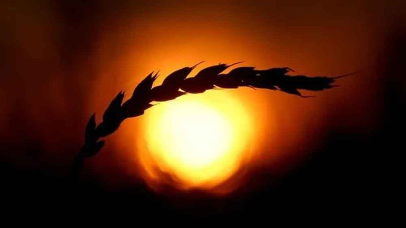 روسيا تستهدف دخول سوق البذور بعد تقلّص الأسواق أمام إنتاجها من الحبوب