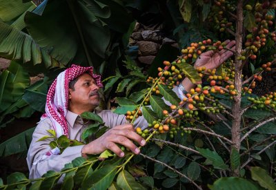 حجم إنتاج أشجار القهوة في السعودية يتجاوز أكثر  من 800 طن سنويًّا