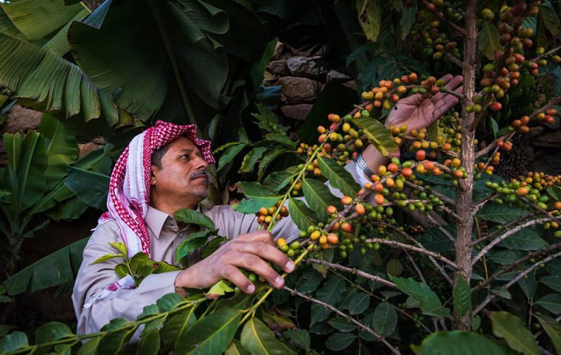حجم إنتاج أشجار القهوة في السعودية يتجاوز أكثر  من 800 طن سنويًّا