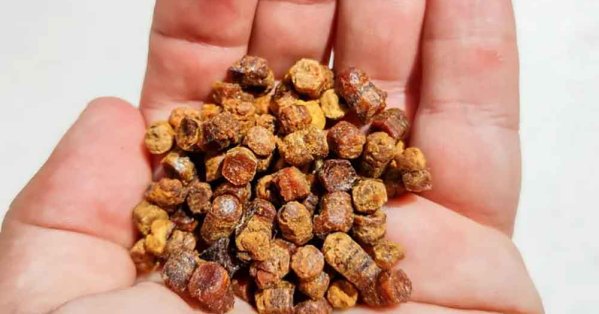 أغلى من الذهب: حصوات مرارة الأبقار تقفز إلى 5800 دولار للأونصة