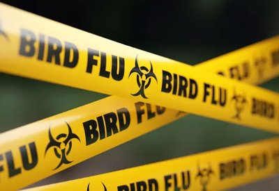 أول إصابة بشرية بإنفلونزا الطيور H9N2 في أوروبا.. هل نبدأ القلق؟