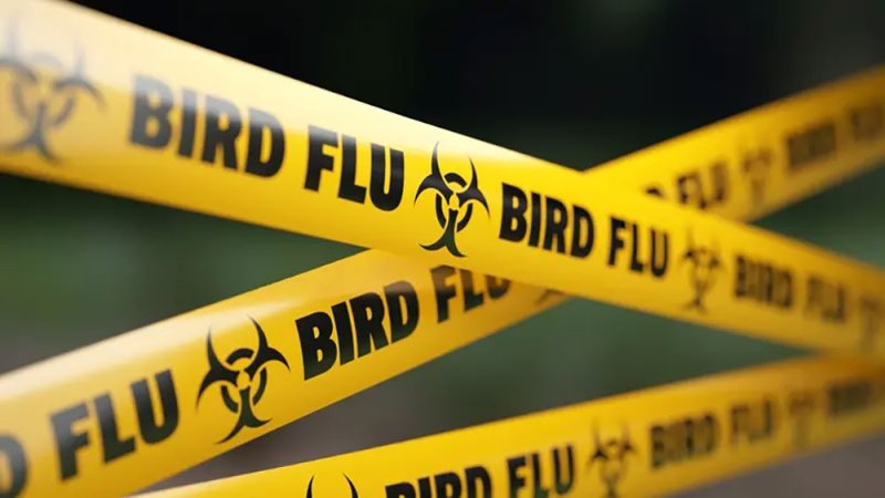أول إصابة بشرية بإنفلونزا الطيور H9N2 في أوروبا.. هل نبدأ القلق؟