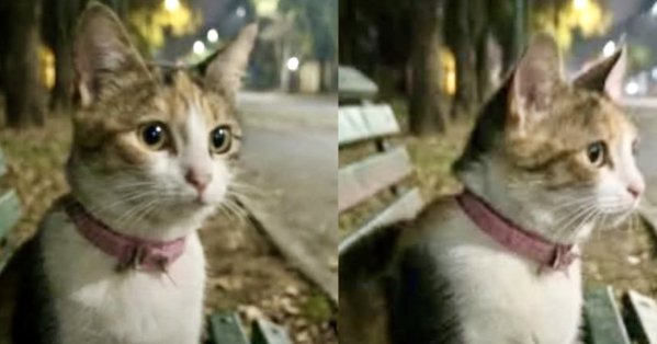 القطة "غابي" تنتظر حتى الفجر على مقعد مهجور عودة أصحابها الذين تخلوا عنها 