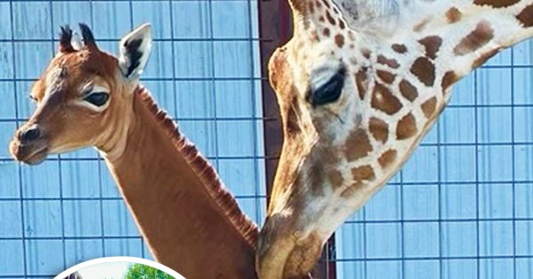 ولادة زرافة بلا بقع تخطف الأنظار حول العالم 